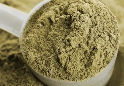 Scoop lleno de proteína de cáñamo en polvo